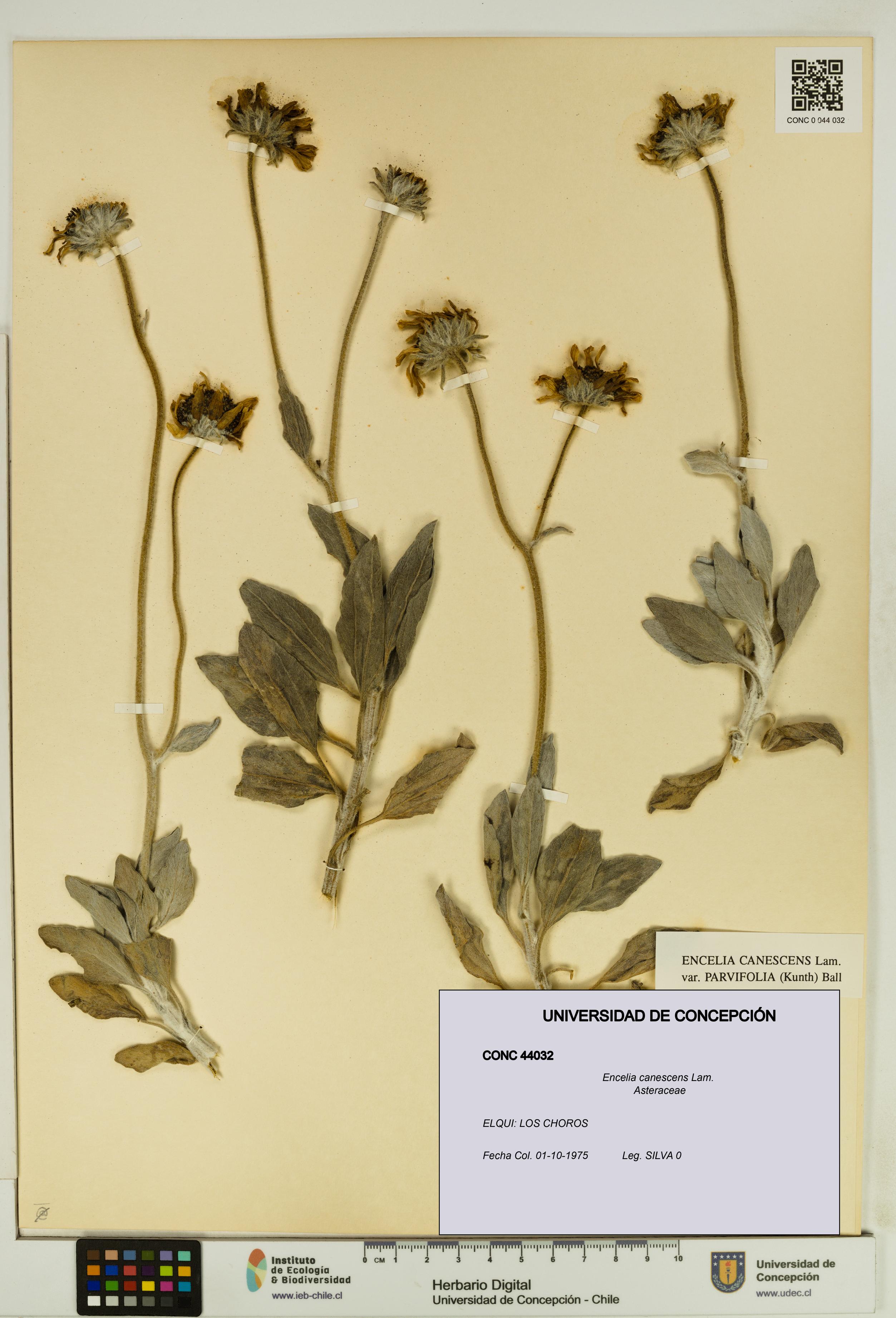 Encelia canescens [Espécimen: UDEC:CONC:0044032]