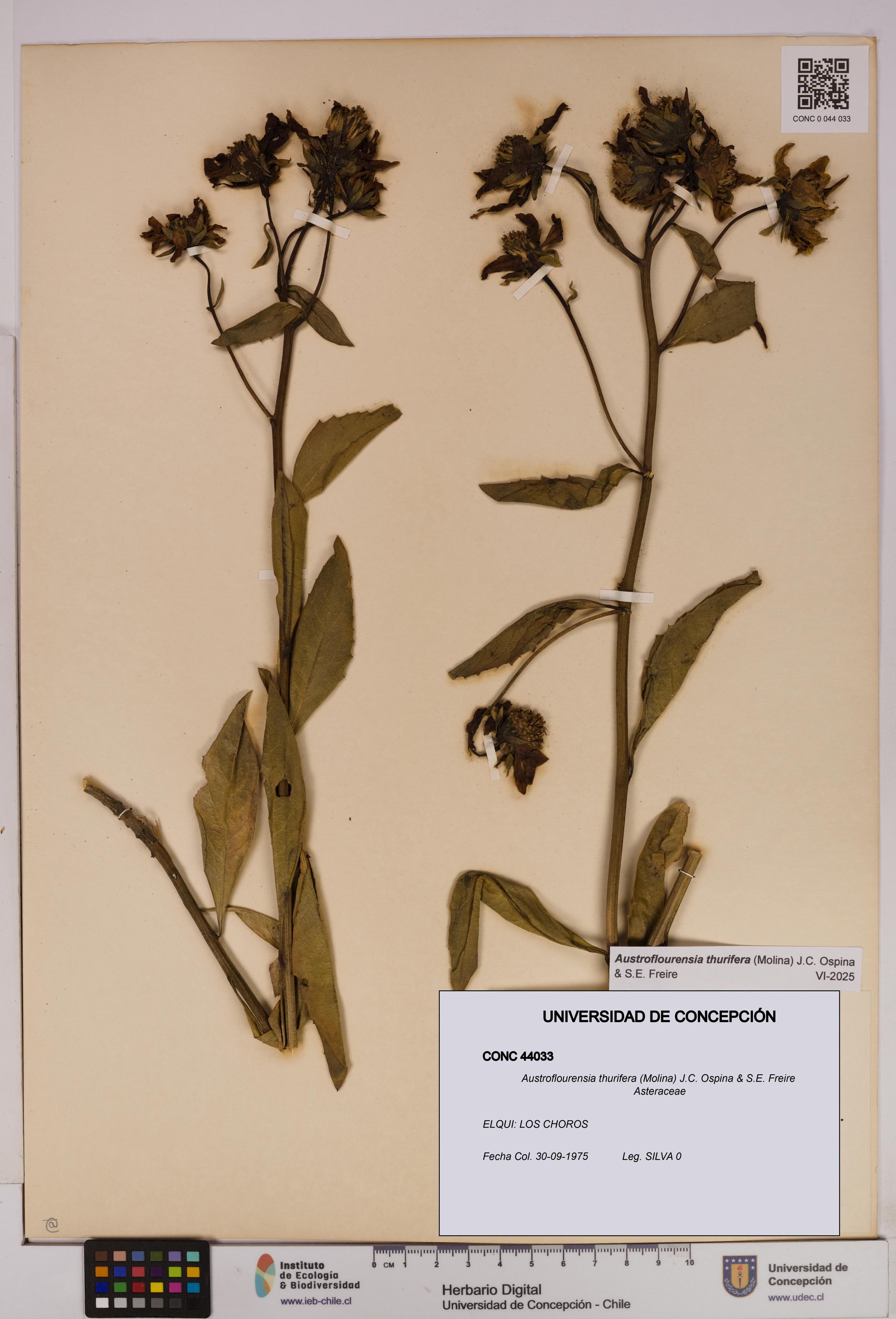 Austroflourensia thurifera [Espécimen: UDEC:CONC:0044033]
