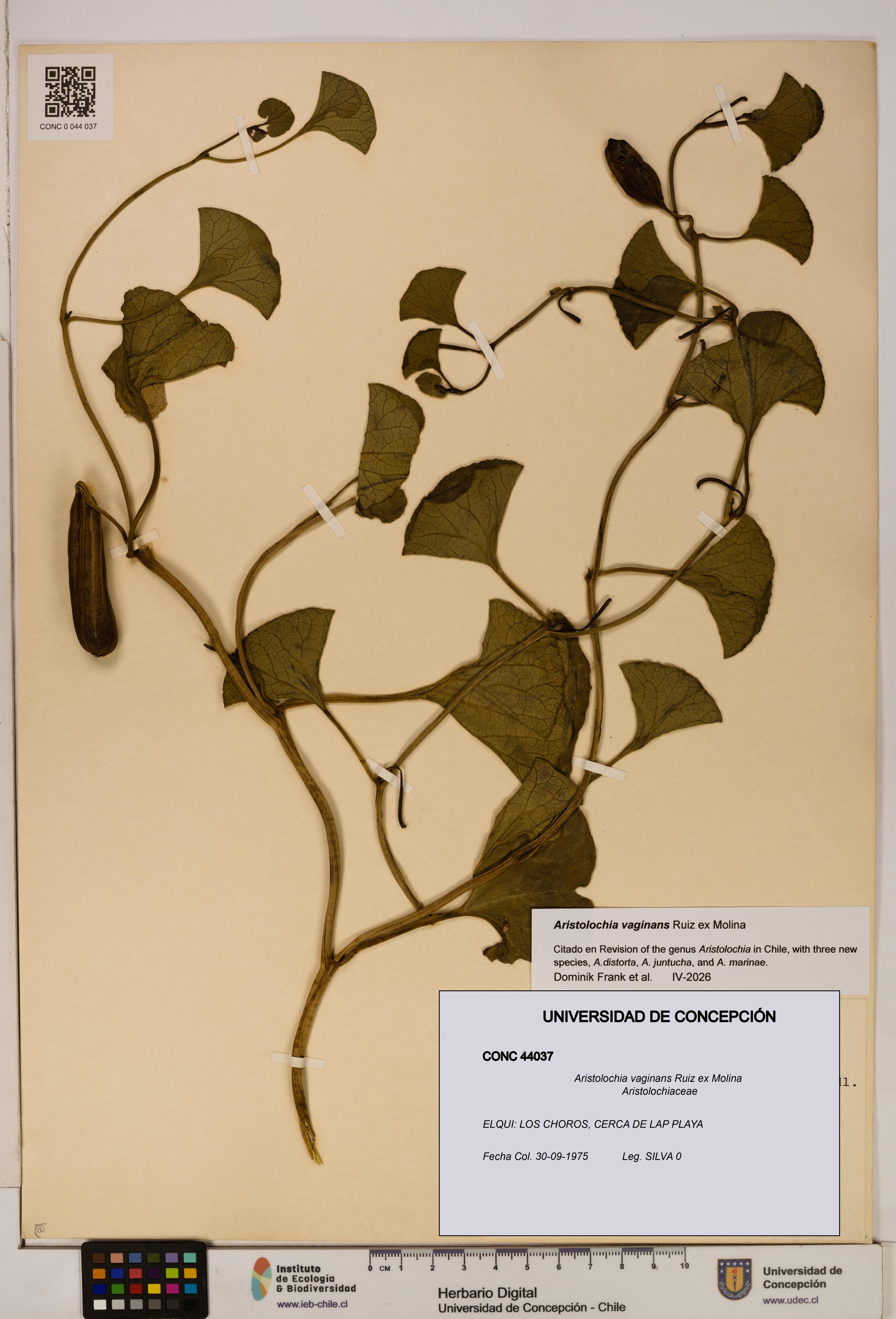 Aristolochia vaginans [Espécimen: ]