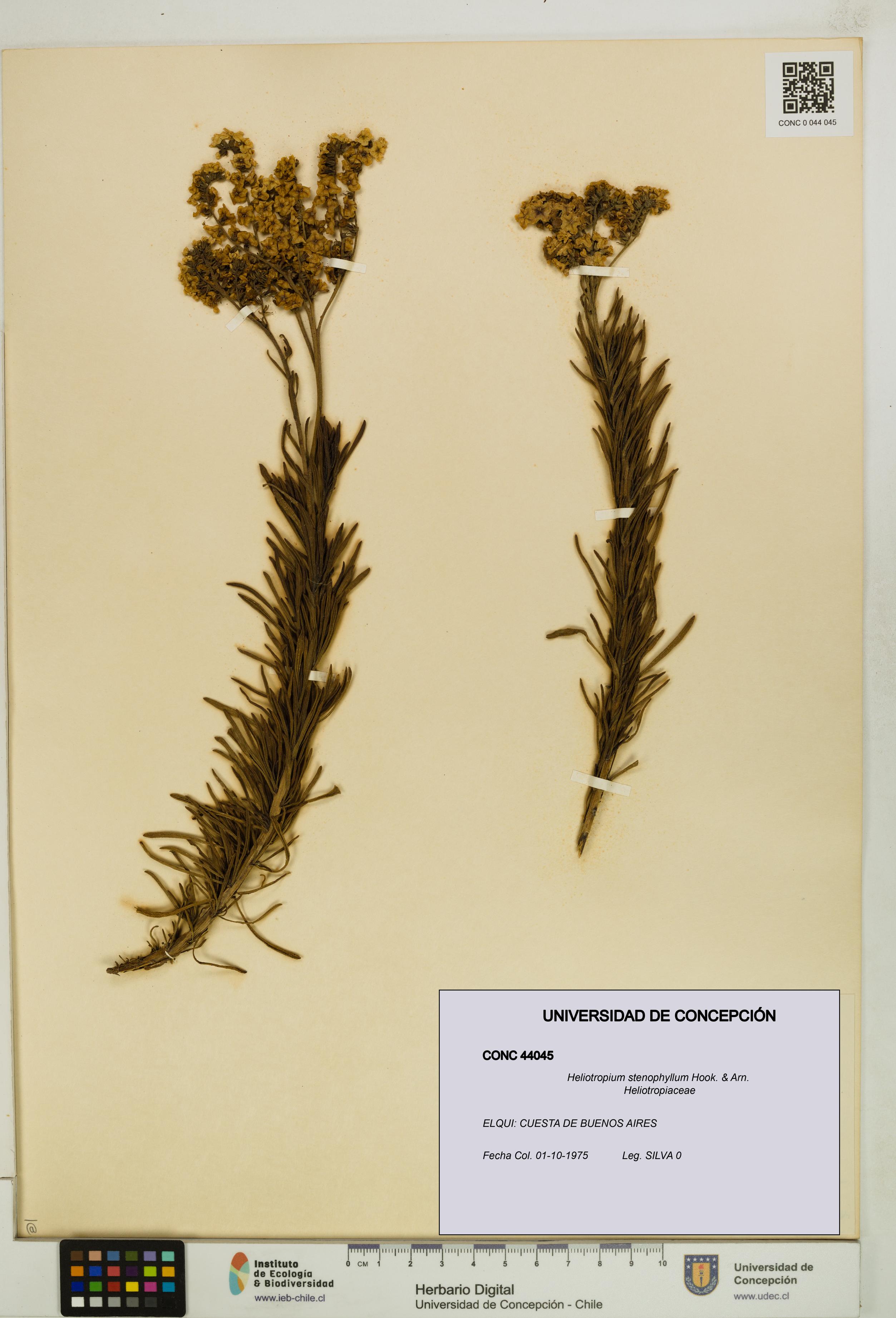 Heliotropium stenophyllum [Espécimen: UDEC:CONC:0044045]
