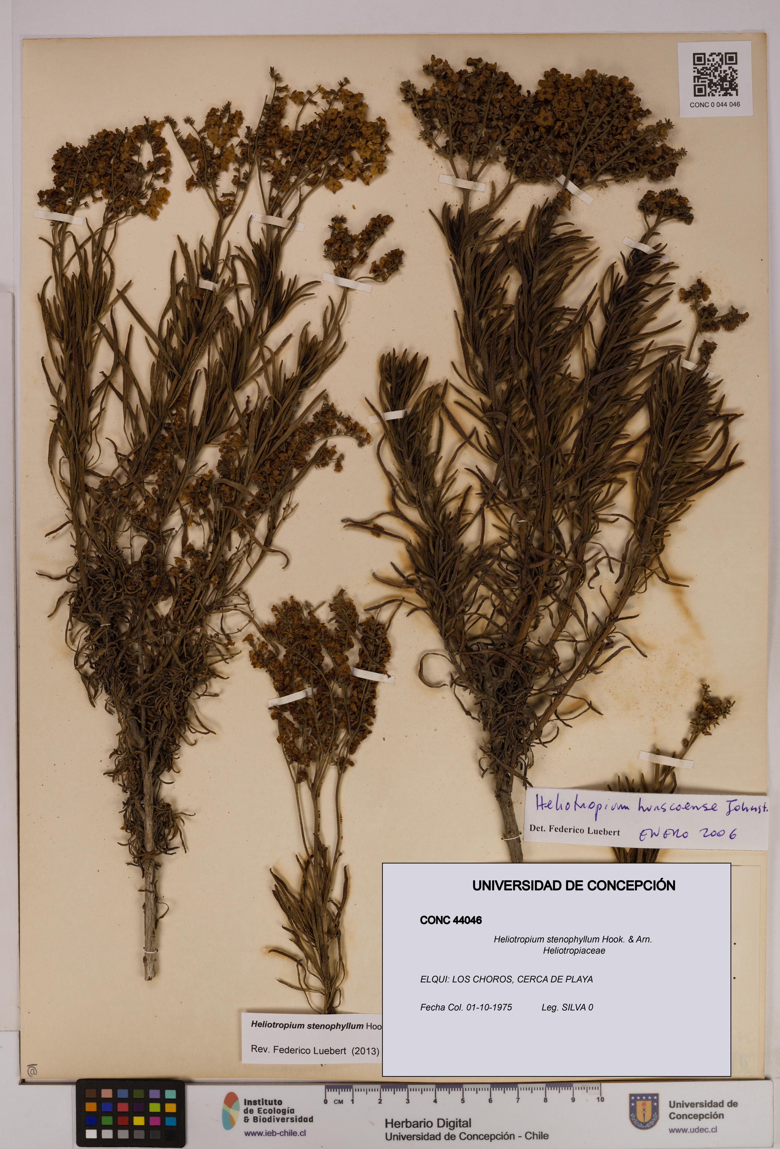 Heliotropium stenophyllum [Espécimen: UDEC:CONC:0044046]