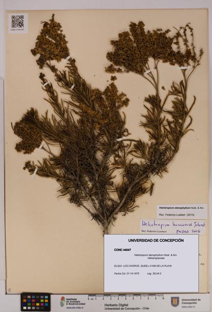 Heliotropium stenophyllum [Espécimen: UDEC:CONC:0044047]