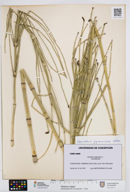 Equisetum giganteum [Espécimen: UDEC:CONC:0044053]