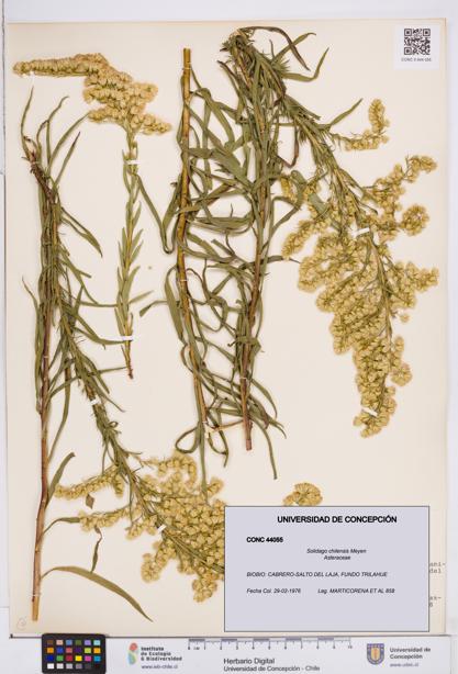 Solidago chilensis [Espécimen: ]
