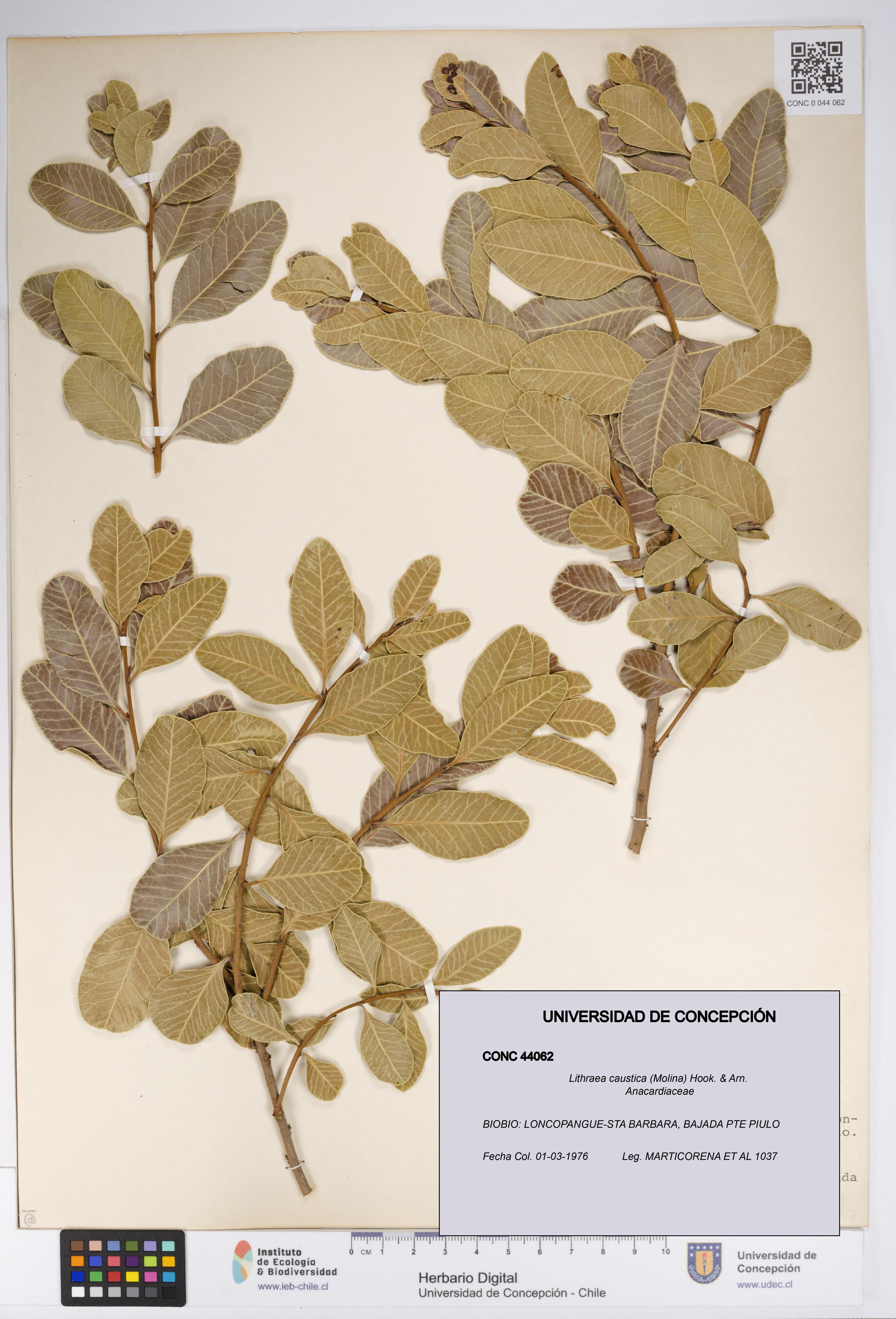 Lithraea caustica [Espécimen: UDEC:CONC:0044062]