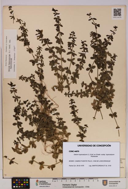 Galium hypocarpium subsp. hypocarpium [Espécimen: UDEC:CONC:0044070]