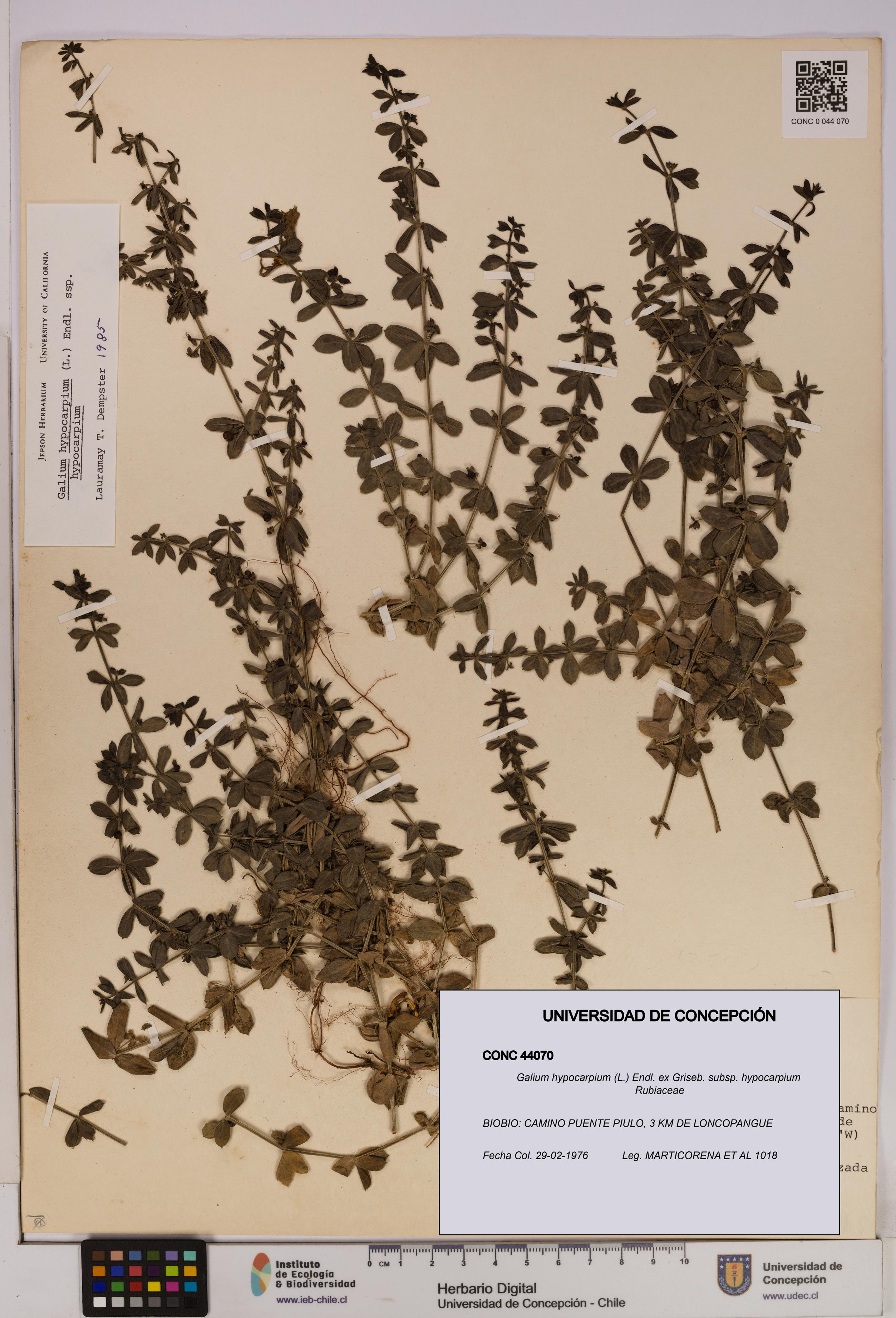Galium hypocarpium subsp. hypocarpium [Espécimen: UDEC:CONC:0044070]
