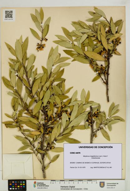 Maytenus magellanica [Espécimen: UDEC:CONC:0044076]