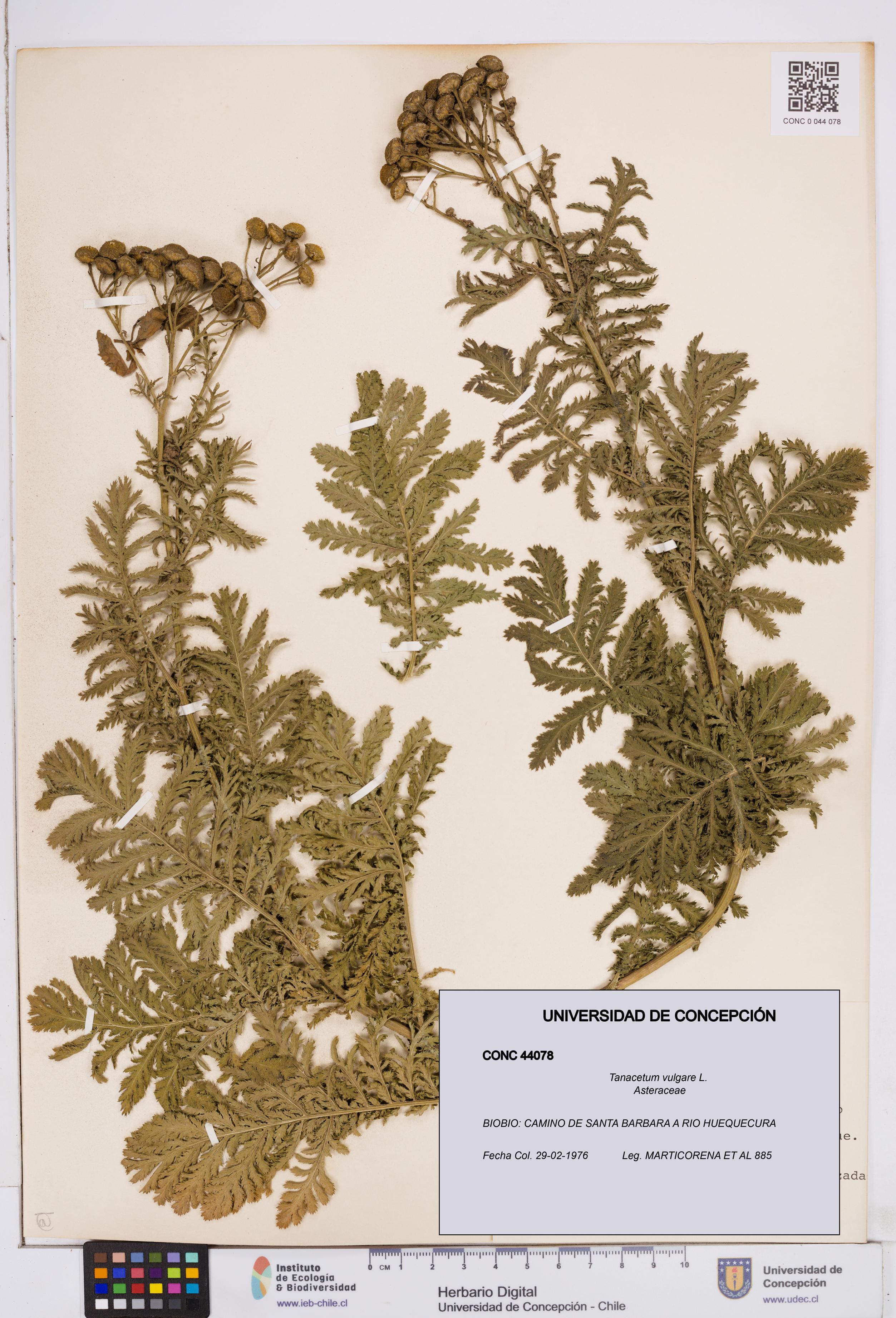 Tanacetum vulgare [Espécimen: ]