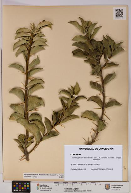 Archidasyphyllum diacanthoides [Espécimen: UDEC:CONC:0044081]