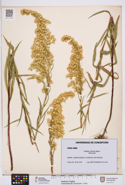 Solidago chilensis [Espécimen: ]
