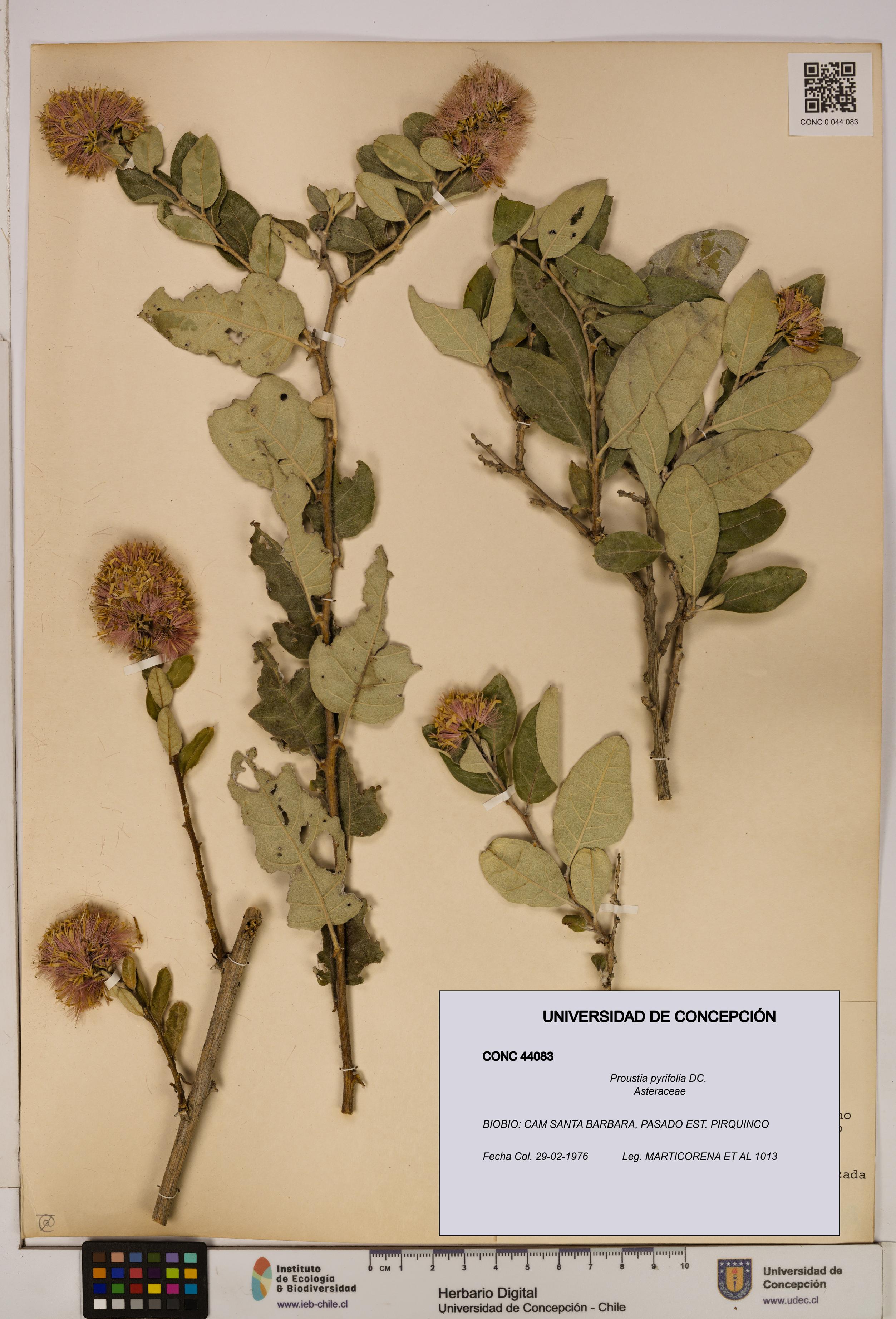 Proustia pyrifolia [Espécimen: UDEC:CONC:0044083]