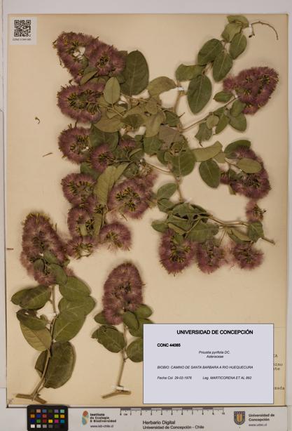 Proustia pyrifolia [Espécimen: UDEC:CONC:0044085]