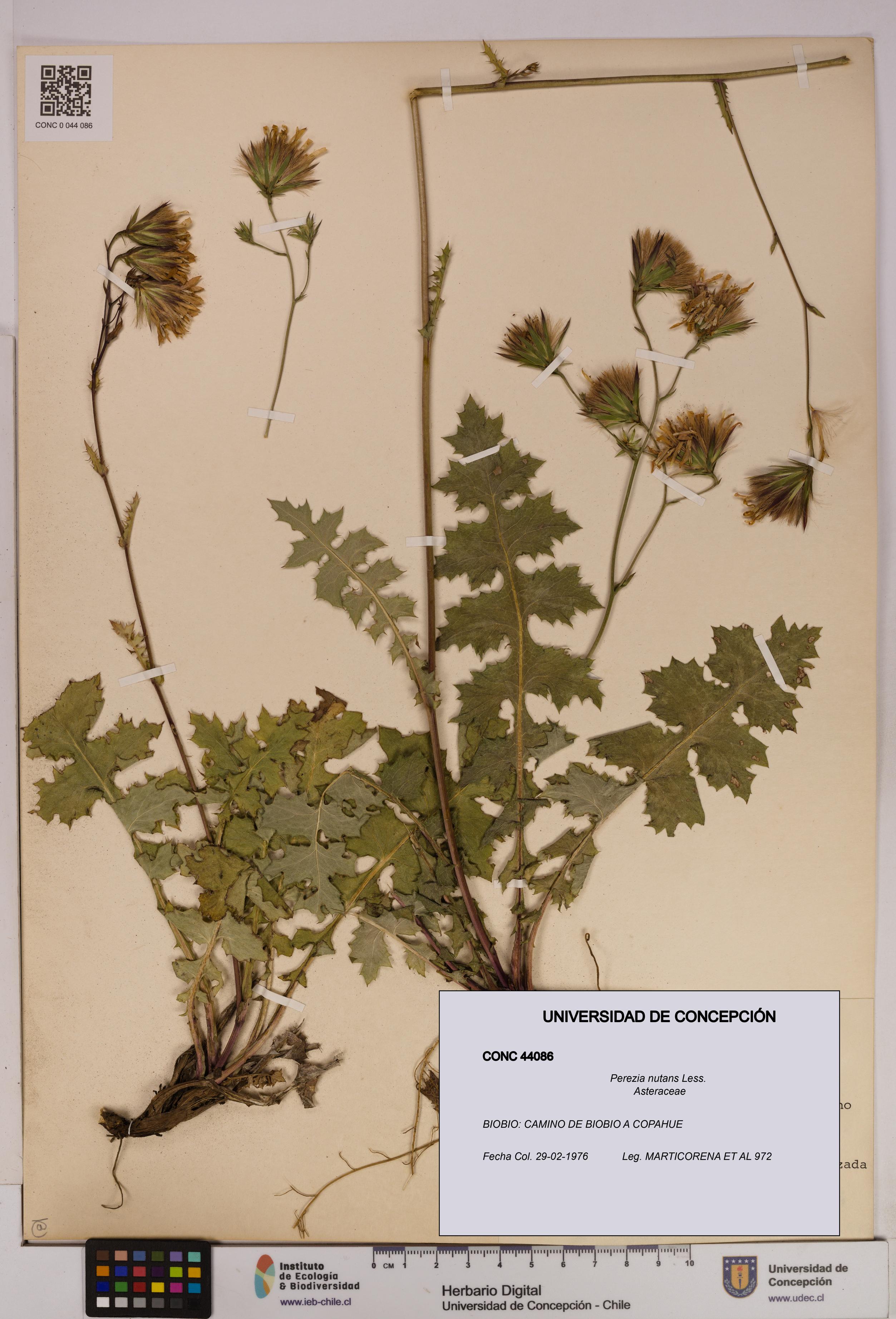 Perezia nutans [Espécimen: UDEC:CONC:0044086]