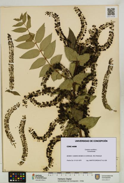 Coriaria ruscifolia [Espécimen: ]