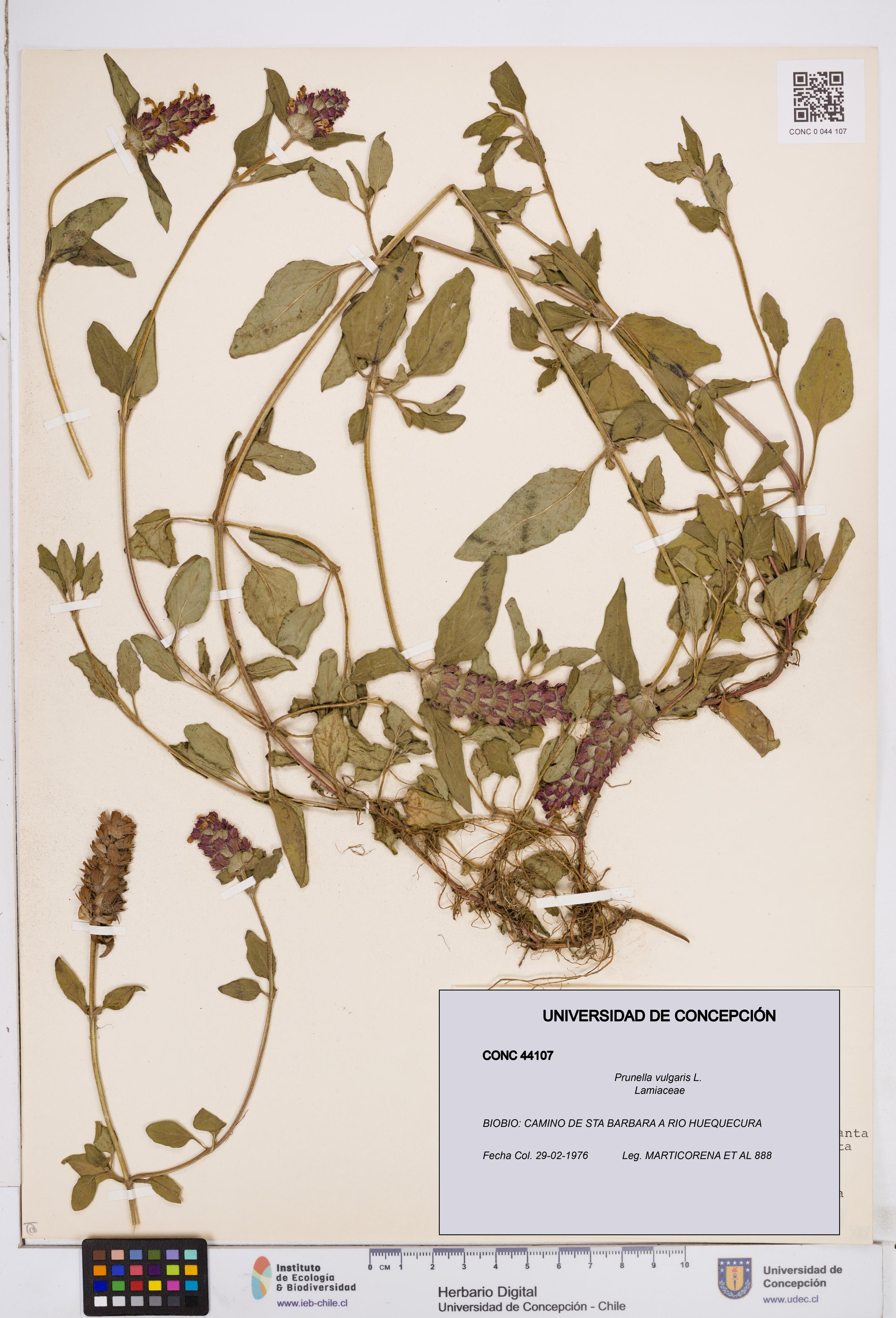 Prunella vulgaris [Espécimen: ]
