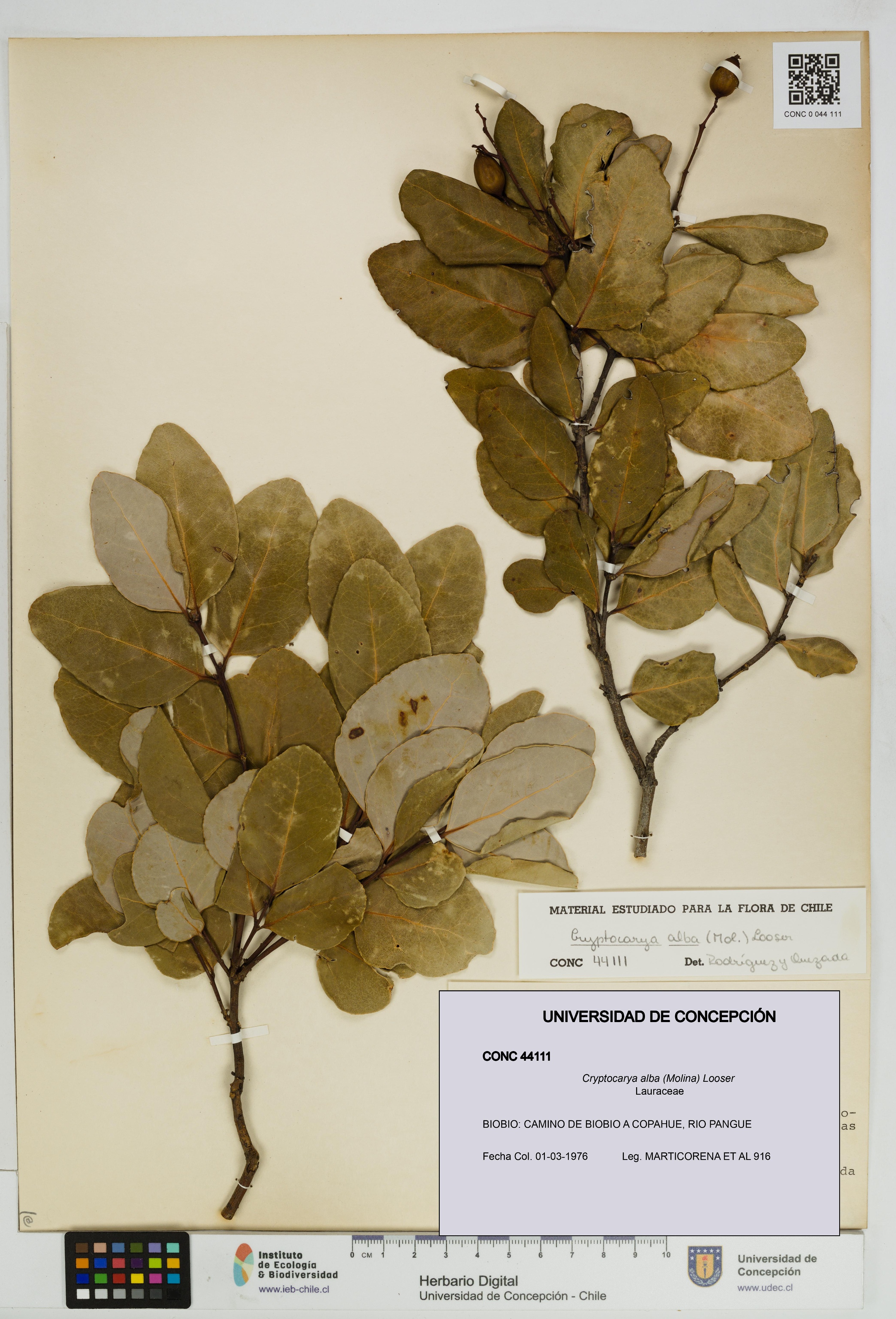 Cryptocarya alba [Espécimen: UDEC:CONC:0044111]