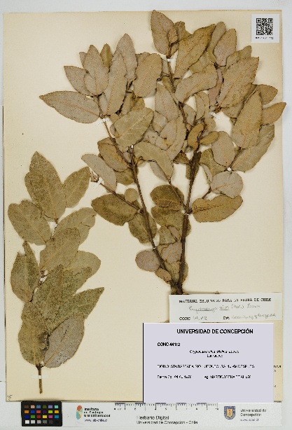 Cryptocarya alba [Espécimen: UDEC:CONC:0044112]