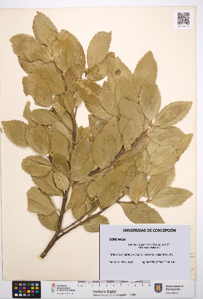 Laurelia sempervirens [Espécimen: UDEC:CONC:0044124]