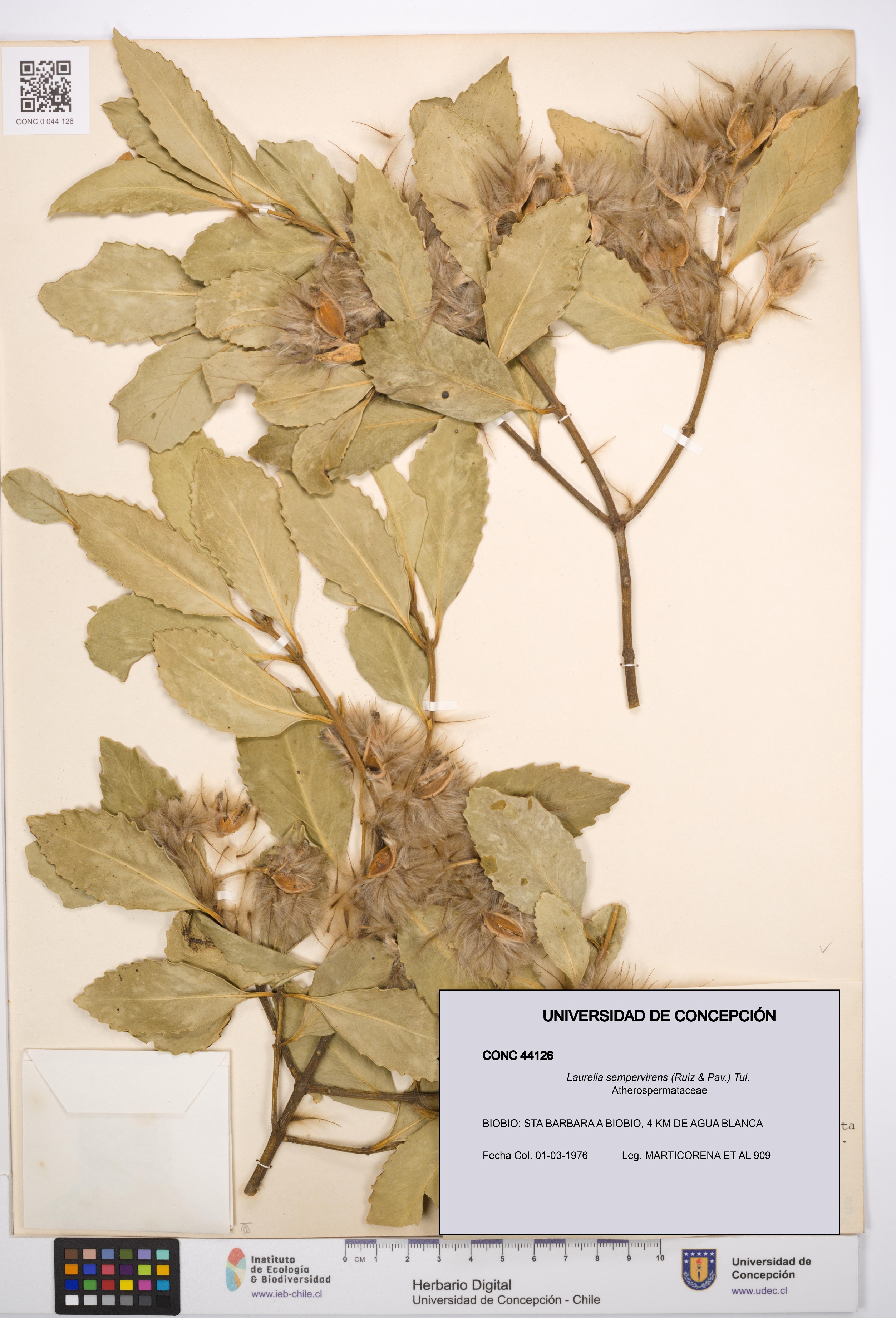 Laurelia sempervirens [Espécimen: UDEC:CONC:0044126]