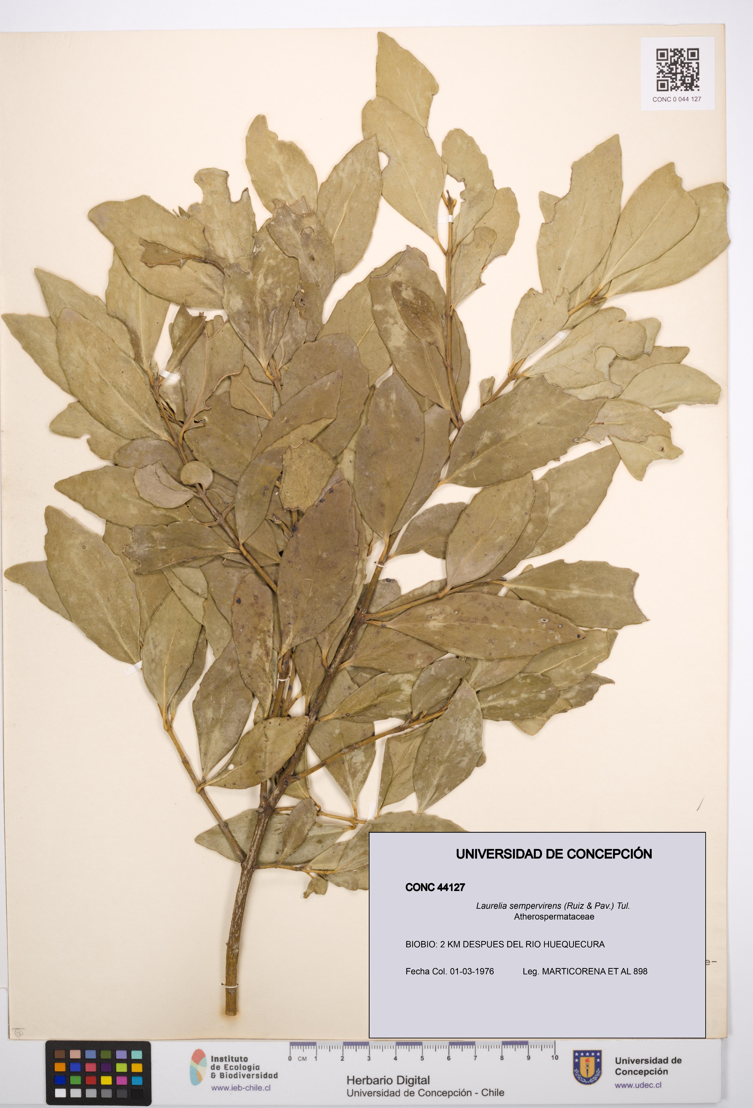 Laurelia sempervirens [Espécimen: UDEC:CONC:0044127]