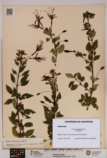 Fuchsia magellanica [Espécimen: UDEC:CONC:0044128]