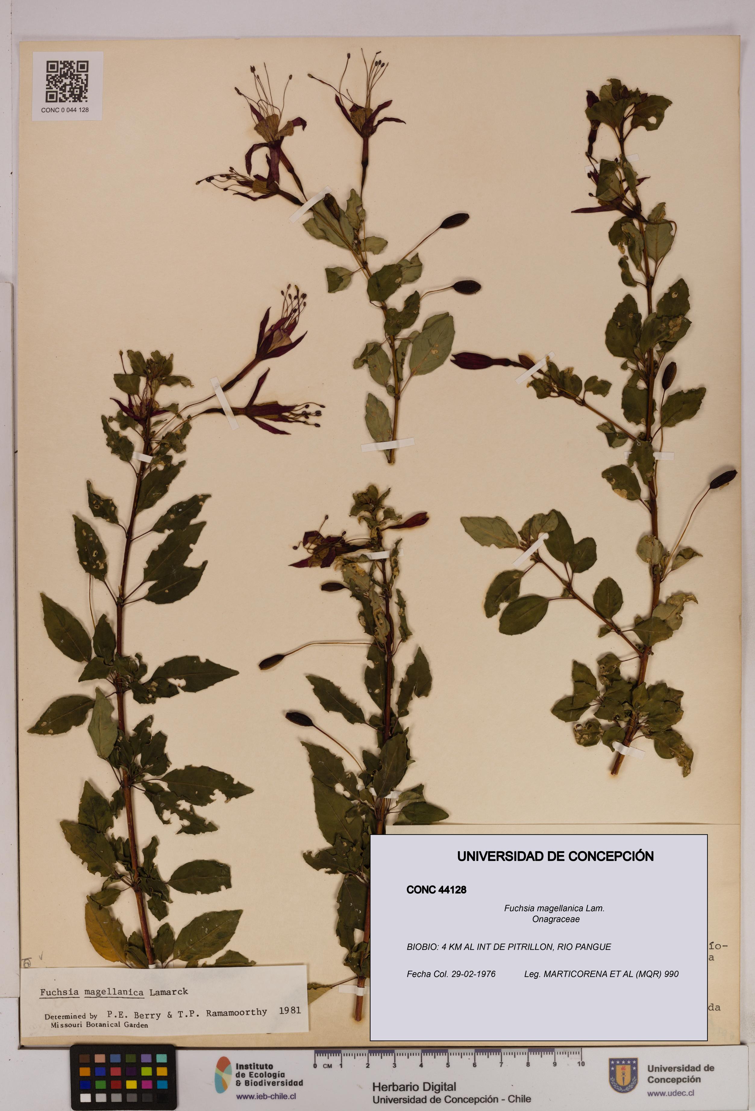 Fuchsia magellanica [Espécimen: UDEC:CONC:0044128]