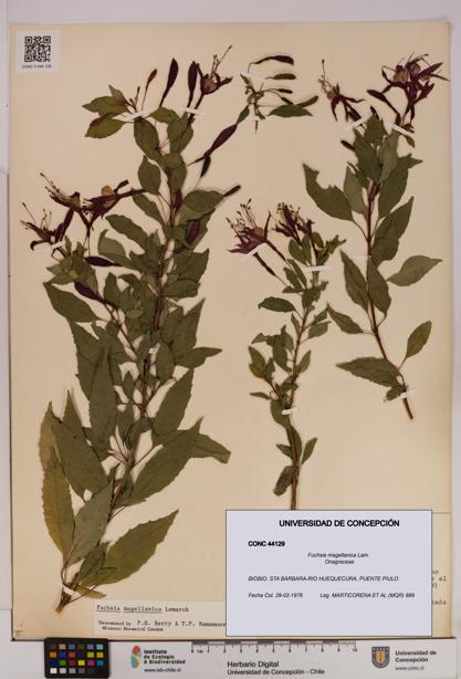 Fuchsia magellanica [Espécimen: UDEC:CONC:0044129]