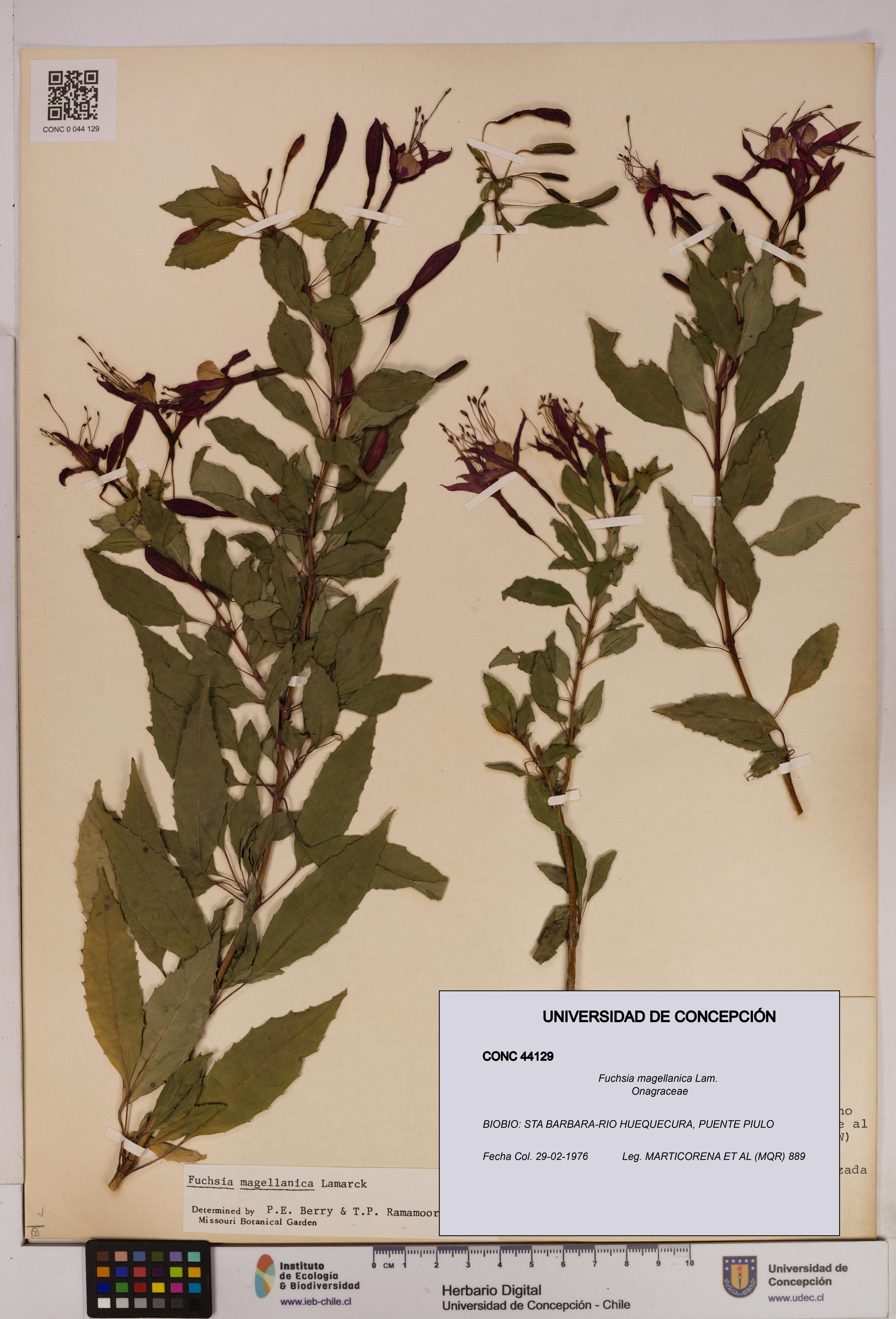 Fuchsia magellanica [Espécimen: UDEC:CONC:0044129]