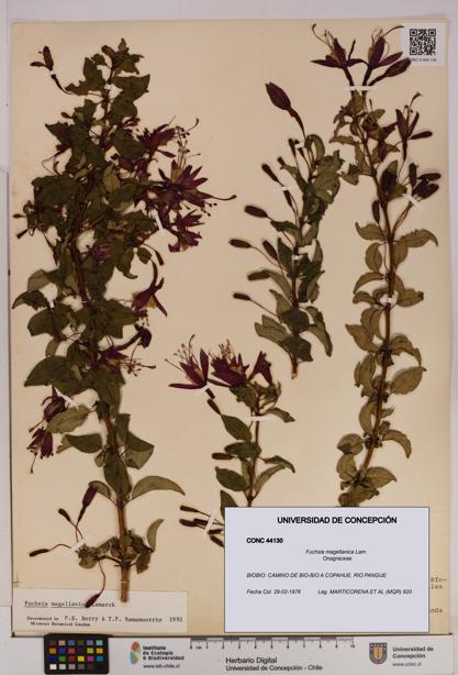 Fuchsia magellanica [Espécimen: UDEC:CONC:0044130]