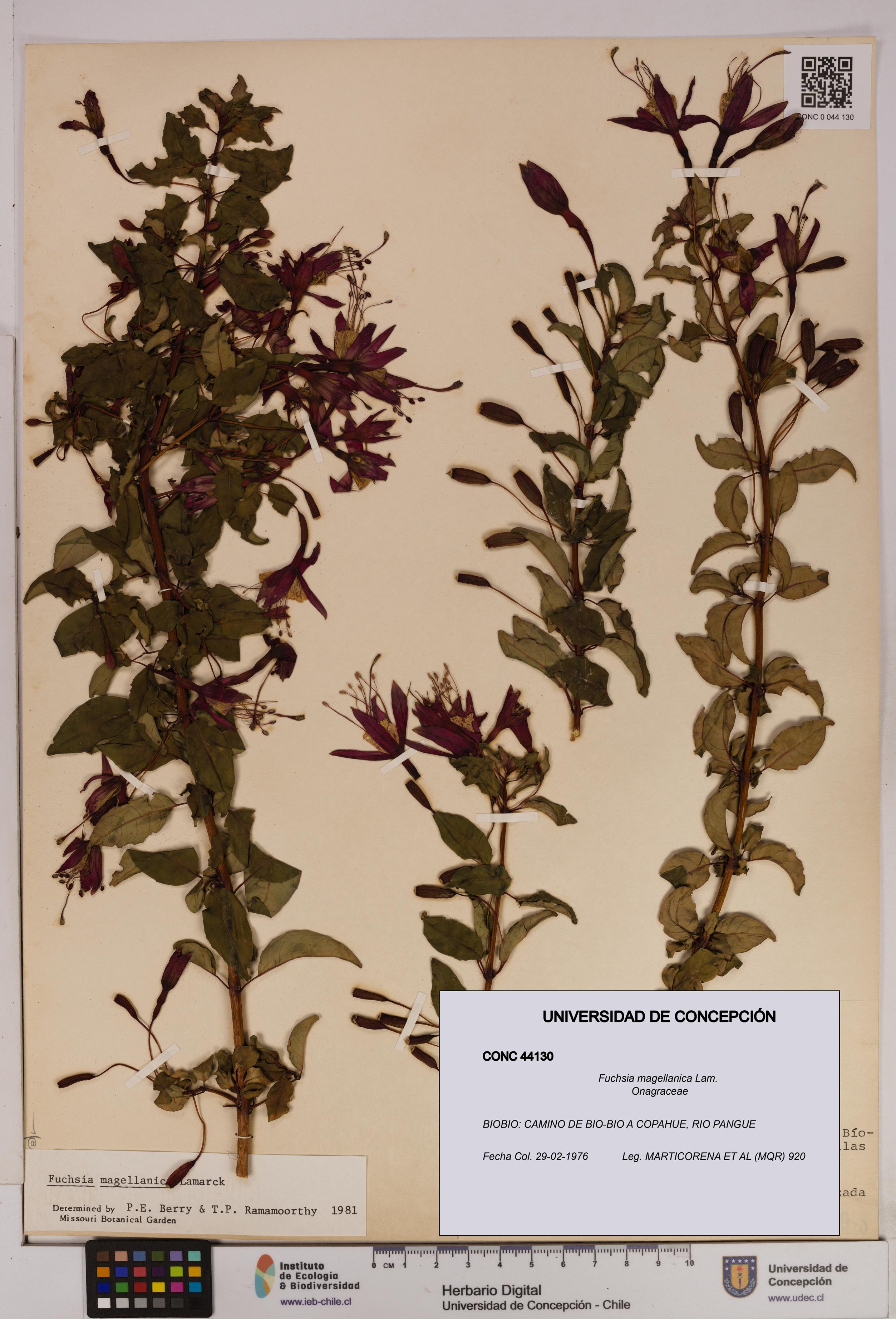 Fuchsia magellanica [Espécimen: UDEC:CONC:0044130]