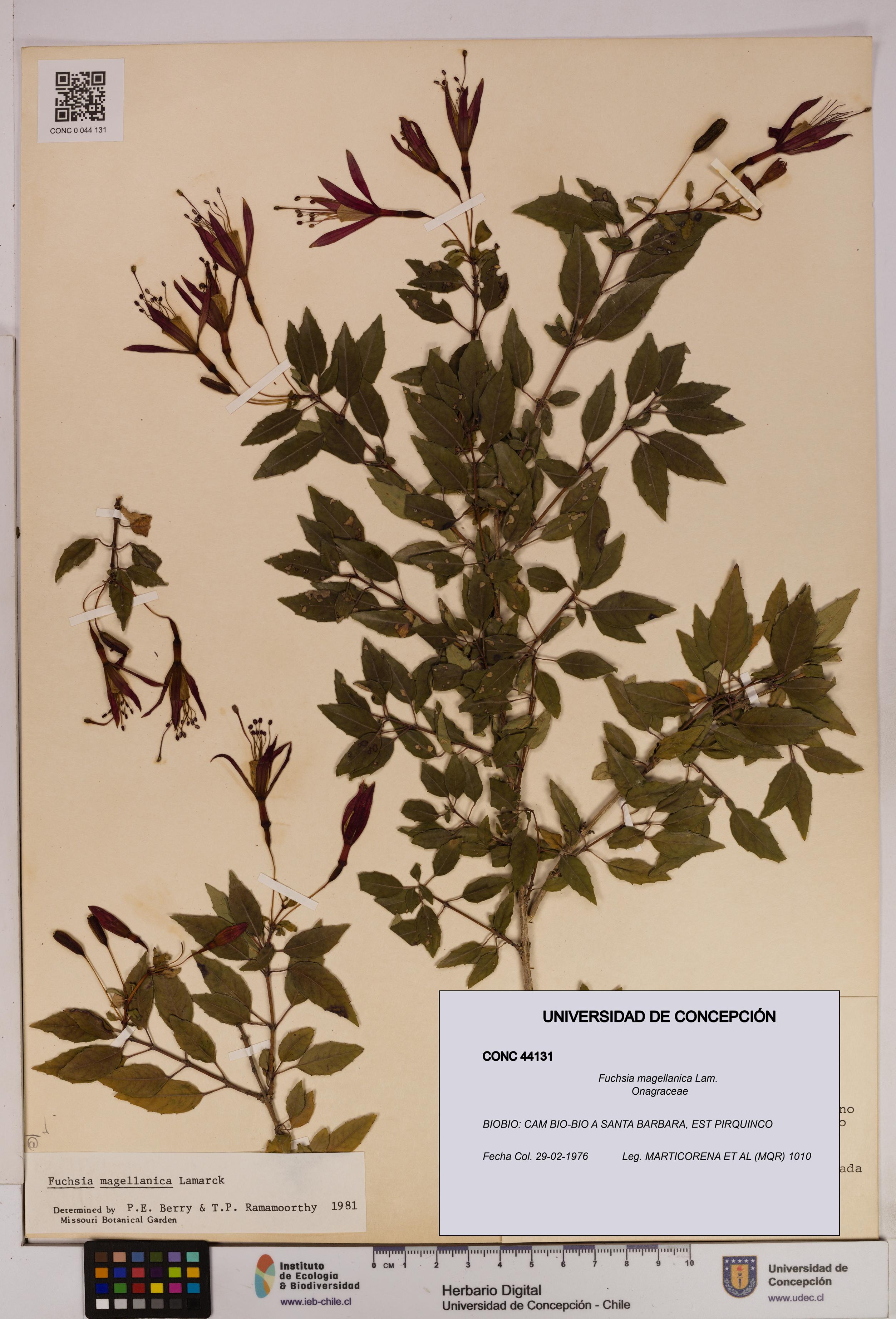 Fuchsia magellanica [Espécimen: UDEC:CONC:0044131]