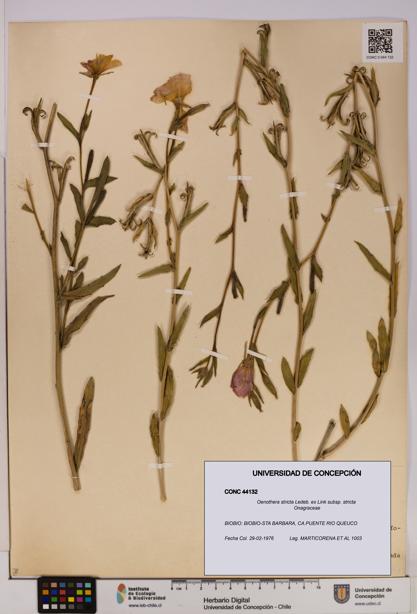 Oenothera stricta subsp. stricta [Espécimen: UDEC:CONC:0044132]