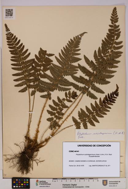 Polystichum subintegerrimum [Espécimen: UDEC:CONC:0044141]