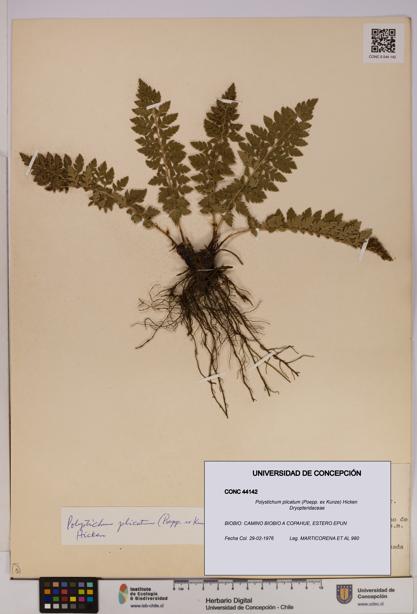 Polystichum plicatum [Espécimen: UDEC:CONC:0044142]