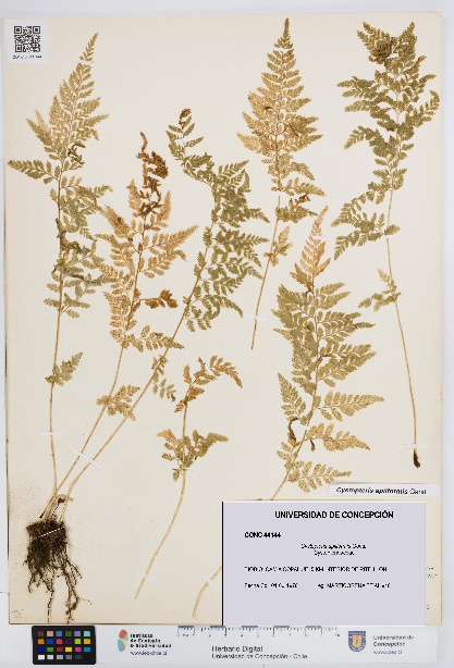 Cystopteris apiiformis [Espécimen: UDEC:CONC:0044144]