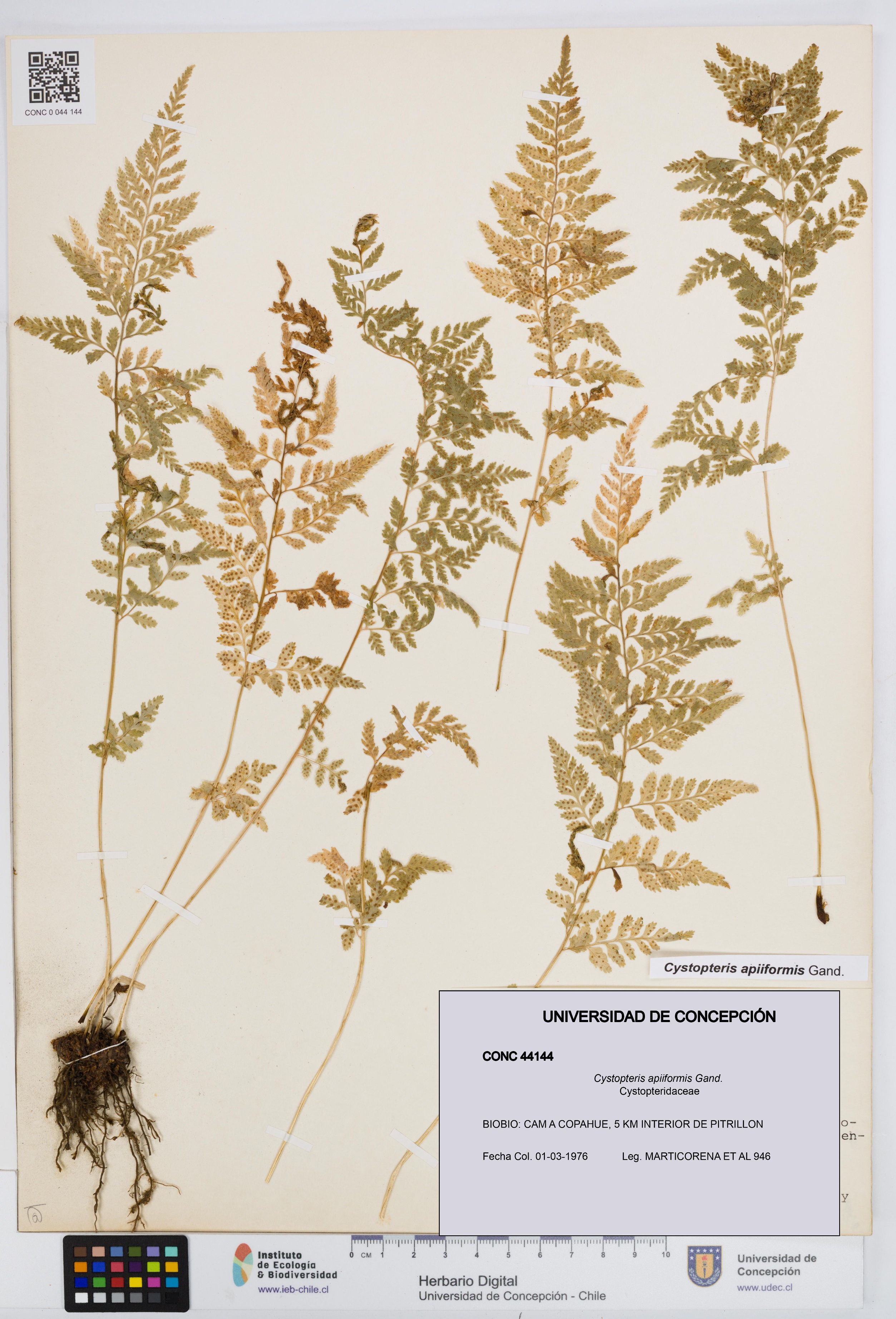 Cystopteris apiiformis [Espécimen: UDEC:CONC:0044144]