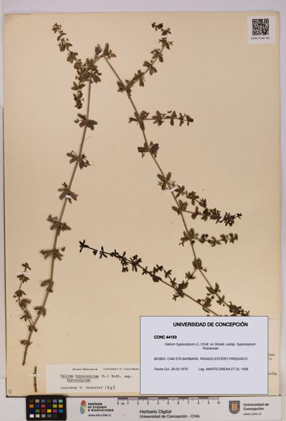 Galium hypocarpium subsp. hypocarpium [Espécimen: UDEC:CONC:0044153]