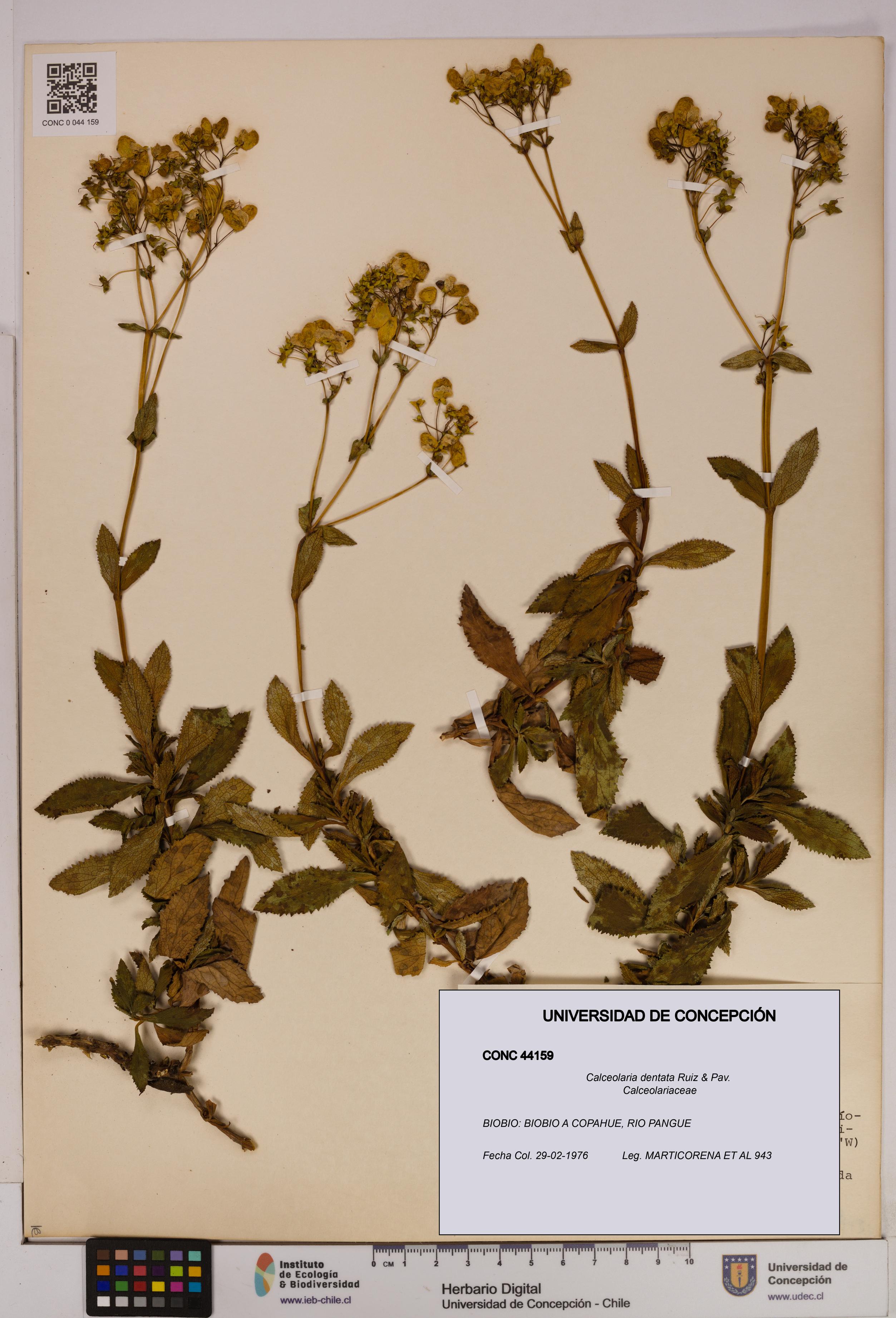 Calceolaria dentata [Espécimen: UDEC:CONC:0044159]