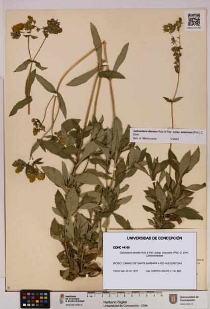 Calceolaria dentata subsp. araucana [Espécimen: UDEC:CONC:0044160]