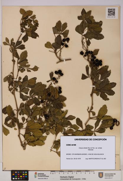 Cissus striata var. striata [Espécimen: UDEC:CONC:0044165]