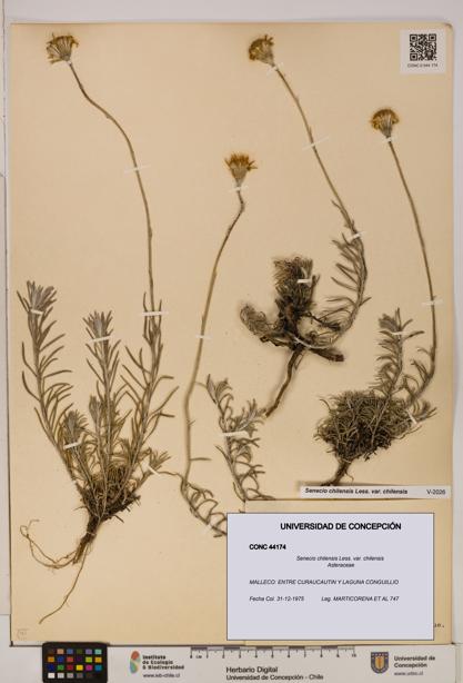 Senecio chilensis var. chilensis [Espécimen: UDEC:CONC:0044174]