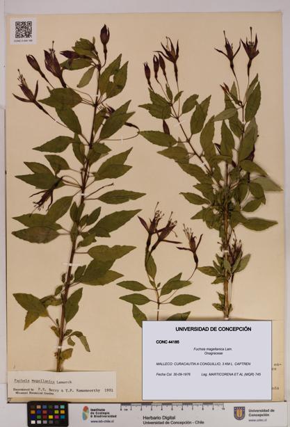 Fuchsia magellanica [Espécimen: UDEC:CONC:0044185]