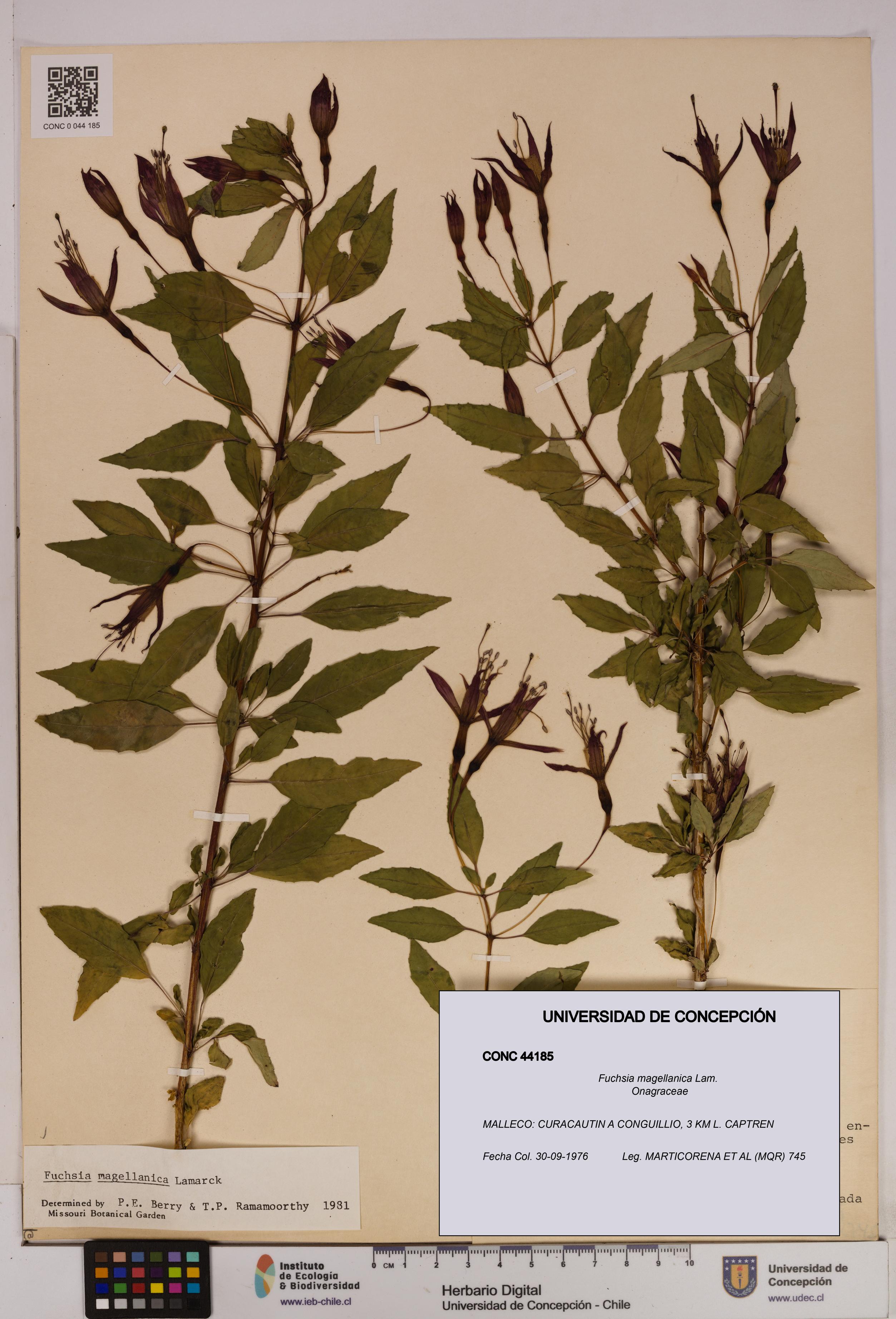 Fuchsia magellanica [Espécimen: UDEC:CONC:0044185]