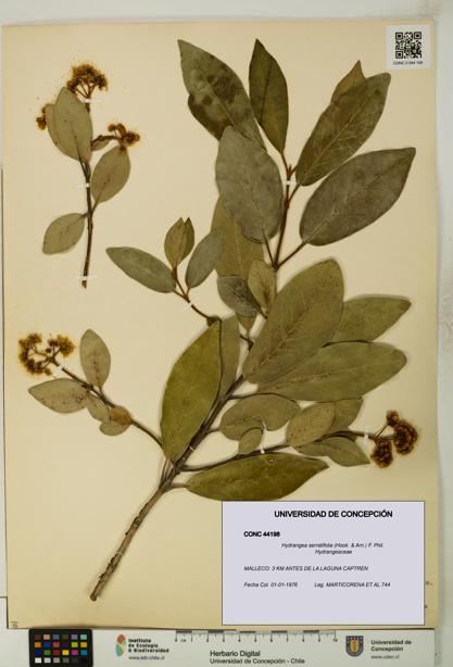 Hydrangea serratifolia [Espécimen: UDEC:CONC:0044198]