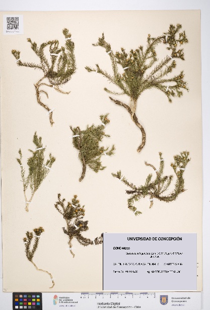 Cliococca selaginoides [Espécimen: UDEC:CONC:0044200]