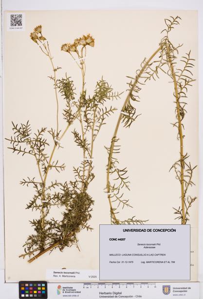 Senecio tocornalii [Espécimen: ]