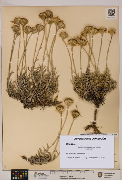 Senecio chilensis var. chilensis [Espécimen: UDEC:CONC:0044208]
