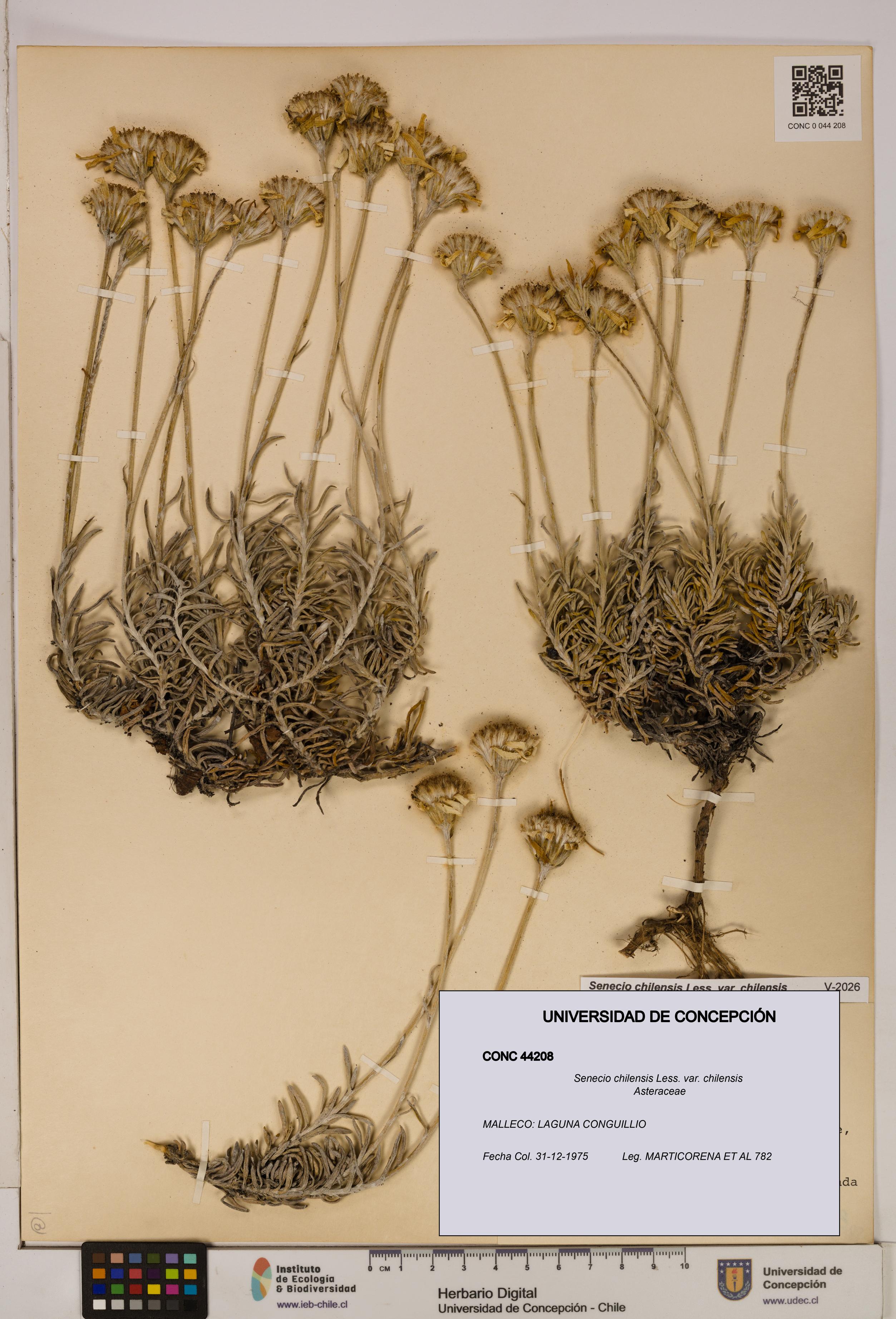 Senecio chilensis var. chilensis [Espécimen: UDEC:CONC:0044208]