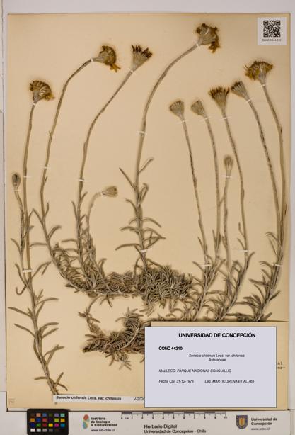Senecio chilensis var. chilensis [Espécimen: UDEC:CONC:0044210]